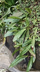 Philodendron crassinervium, photograph (c) fmunoz, some rights reserved (CC BY)