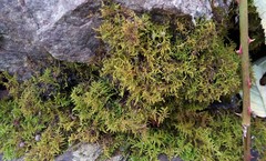 Thuidiopsis
