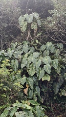 Philodendron cordatum, photograph (c) fmunoz, some rights reserved (CC BY)