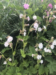 Silene × hampeana