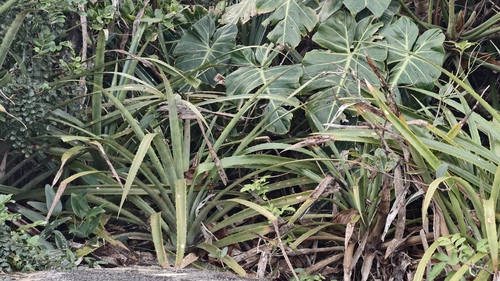 Bromelia antiacantha, photograph 6
