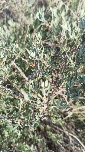 Krascheninnikovia ceratoides, photograph 4