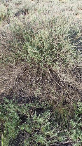 Krascheninnikovia ceratoides, photograph 6