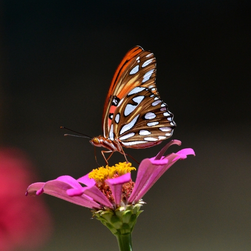 Gulf Fritillary