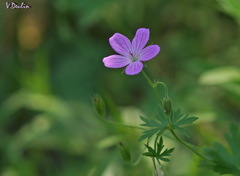 Geranium asphodeloides