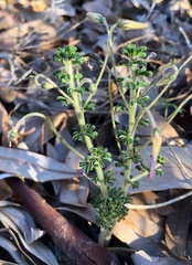 Oxalis viscosa