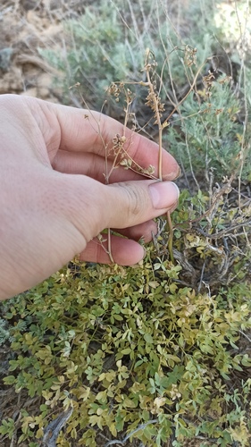 Dwarf meadow rue (Thalictrum isopyroides)