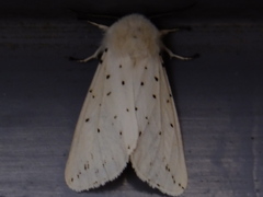 Spilosoma lubricipeda