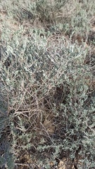 Krascheninnikovia ceratoides, photograph (c) ivansemenkov, some rights reserved (CC BY)