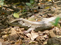 Ameiva praesignis
