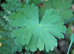 Geranium asphodeloides