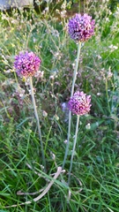 Allium ampeloprasum