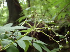 Sambucus palmensis image