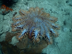 Acanthaster planci