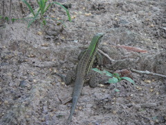 Ameiva praesignis