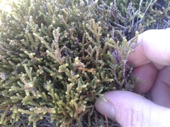 Lepidothamnus laxifolius