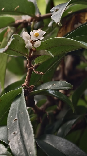 Begonia erecta, photograph 3