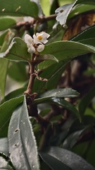 Begonia erecta, photograph fmunoz, CC BY, iNaturalist via GBIF