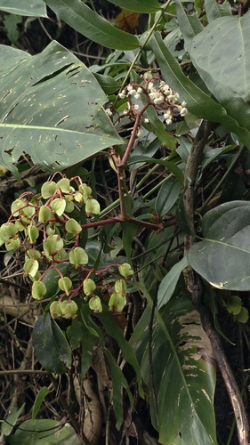 Begonia erecta, photograph 5