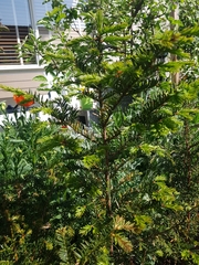 Tracheophyta