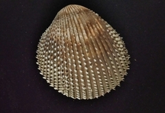 Dallocardia senticosa