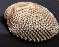 Dallocardia senticosa