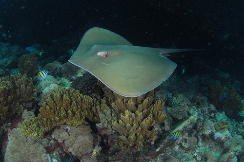 Jenkins whipray (Pateobatis jenkinsii) — Dasyatidae — 4