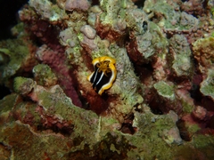 Chromodoris africana