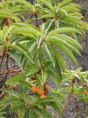 Arbutus canariensis image