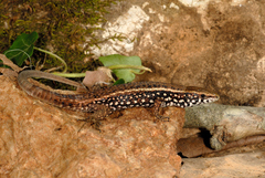 Algyroides moreoticus