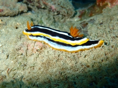 Chromodoris africana