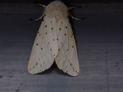 Spilosoma lubricipeda