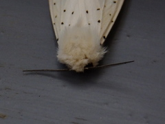 Spilosoma lubricipeda