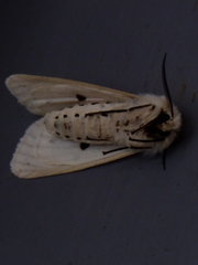 Spilosoma lubricipeda