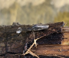 Tetragnatha mandibulata