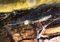 Tetragnatha mandibulata