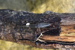 Tetragnatha mandibulata