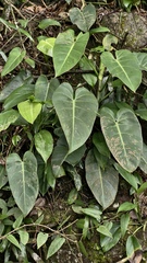 Philodendron cordatum, photograph (c) fmunoz, some rights reserved (CC BY)
