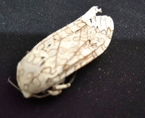 Polilla leopardo