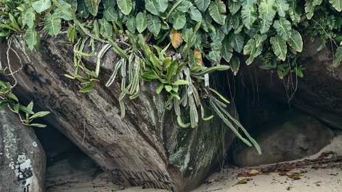 Cereus fernambucensis, photograph 5