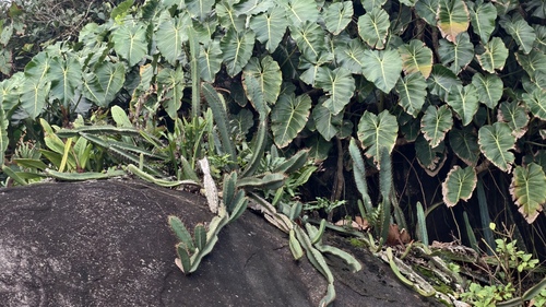 Cereus fernambucensis, photograph 6