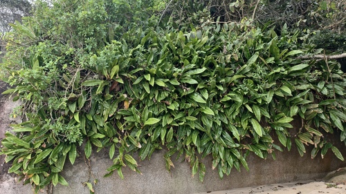 Philodendron crassinervium