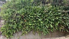 Philodendron crassinervium