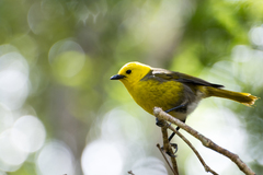 Yellowhead photo 4