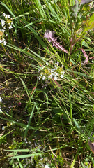 Anthocharis cardamines