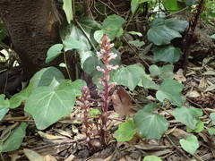 Orobanche hederae image