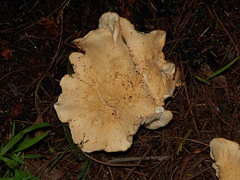 Leucopaxillus cerealis