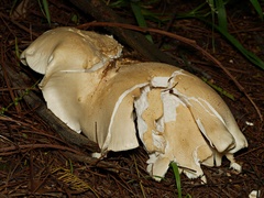 Leucopaxillus cerealis