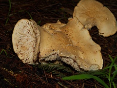 Leucopaxillus cerealis