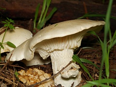 Leucopaxillus cerealis